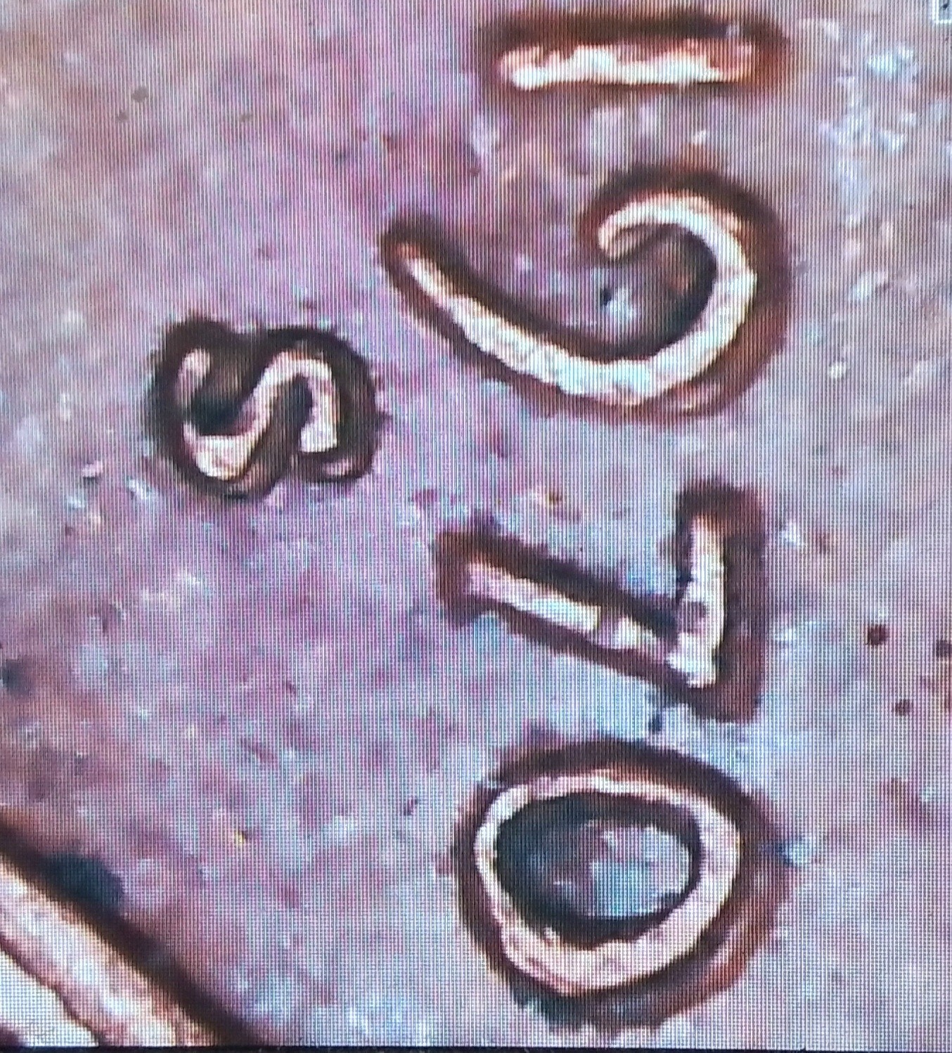 Picture 5 of 6
