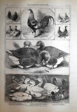 Stampa antica GALLI GALLINE ANATRE al BIRMINGHAM POULTRY SHOW 1859 Antique print