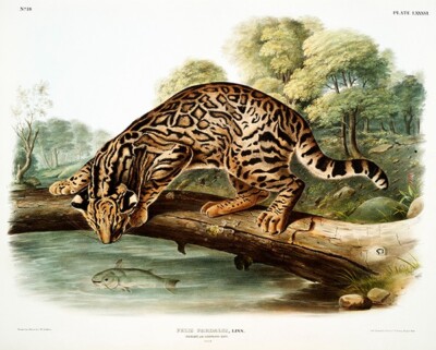 Ocelot Or Leopard-Cat (Felis Pardalis) - 1845 - Illustration Magnet