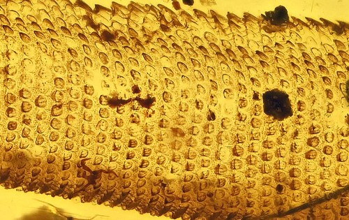 EXTREMELY RARE Lizard with regenerated tail, Fossil inclusion in Burmese Amber - Picture 3 of 6