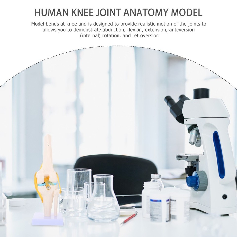 Scientific Functional Knee Model Human Knee Joint Anatomy Model 1:1 ...