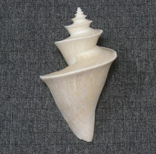 Formosa/SEASHELL/Thatcheria mirabilis 80mm.nature lip..Taiwan
