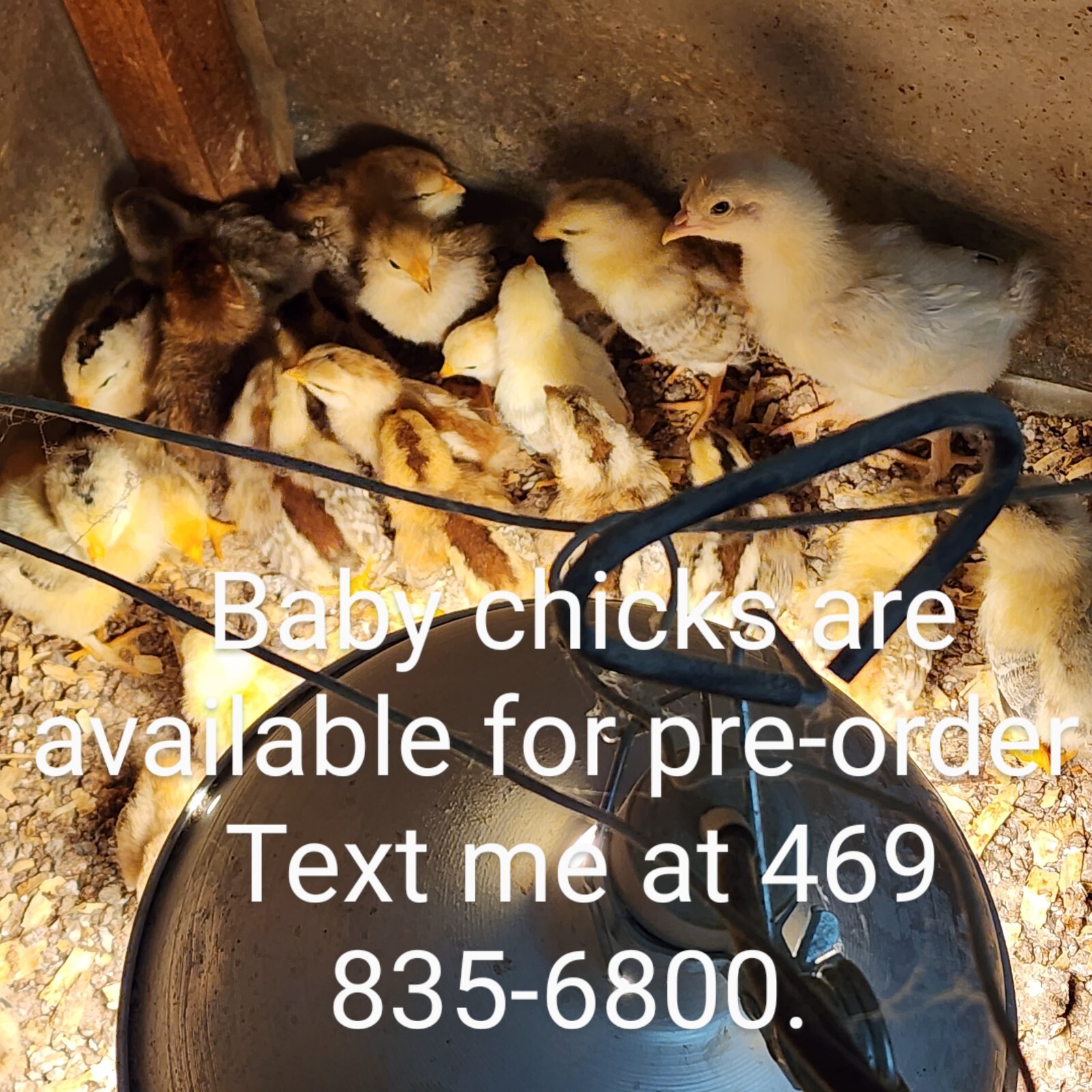 10 Hatching eggs . Kelso/Grey eBay