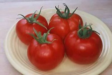 Tomato Early Girl  250 seeds
