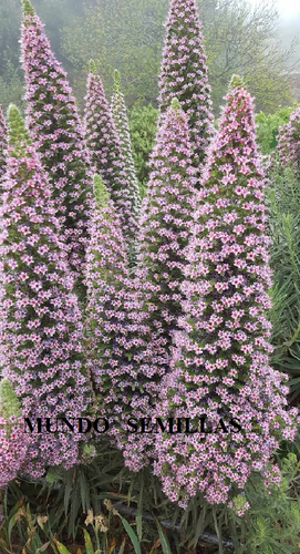 Tajinaste Pink Giant - Echium Cultivar- Tower Of Jewels Pink 10 Seeds - Picture 2 of 4