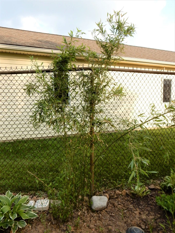 FARGESIA ROBUSTA "Wolong" Bambú - 1 Planta 8" a 10" Alto Foto 3 de 3