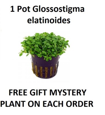 Pot Glossostigma elatinoides Live Aquarium Plant Fresh Aquatic Fish BUY2GET1FREE