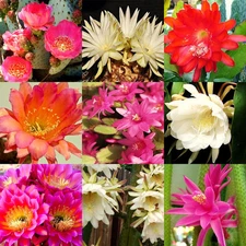 FRAGRANT CACTUS FLOWER MIX  rare garden cacti exotic desert succulent  200 seeds