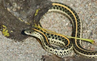 GARTER SNAKE POSTER PICTURE PHOTO BANNER north american harmless non venom 4696
