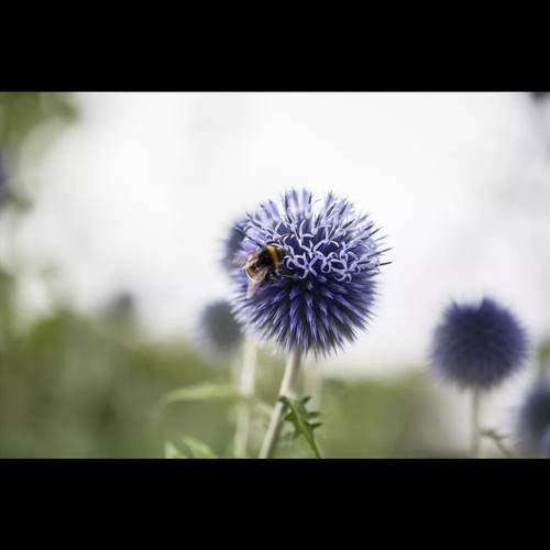 Echinops ritro - Kugeldistel - 9cm Topf - Bild 4 von 9