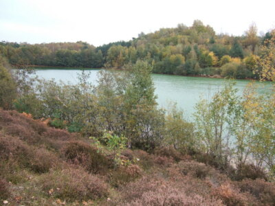 Foto 6x4 Ein grüner See Bawsey Country Park in der Nähe von King's Lynn c2009