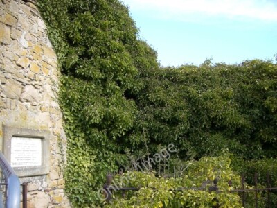Photo 6x4 St. Duthus' Chapel, Tain Tain/NH7881 Now almost entirely overg c2010