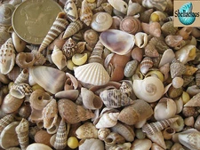 300+ INDIAN OCEAN MIX OF TINY SEA SHELLS -5/8" & Under - 1/3 Cup