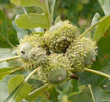Bur Oak - 100 Acorns - Freshly Picked, Pre-Stratification Fast Growing Deciduous