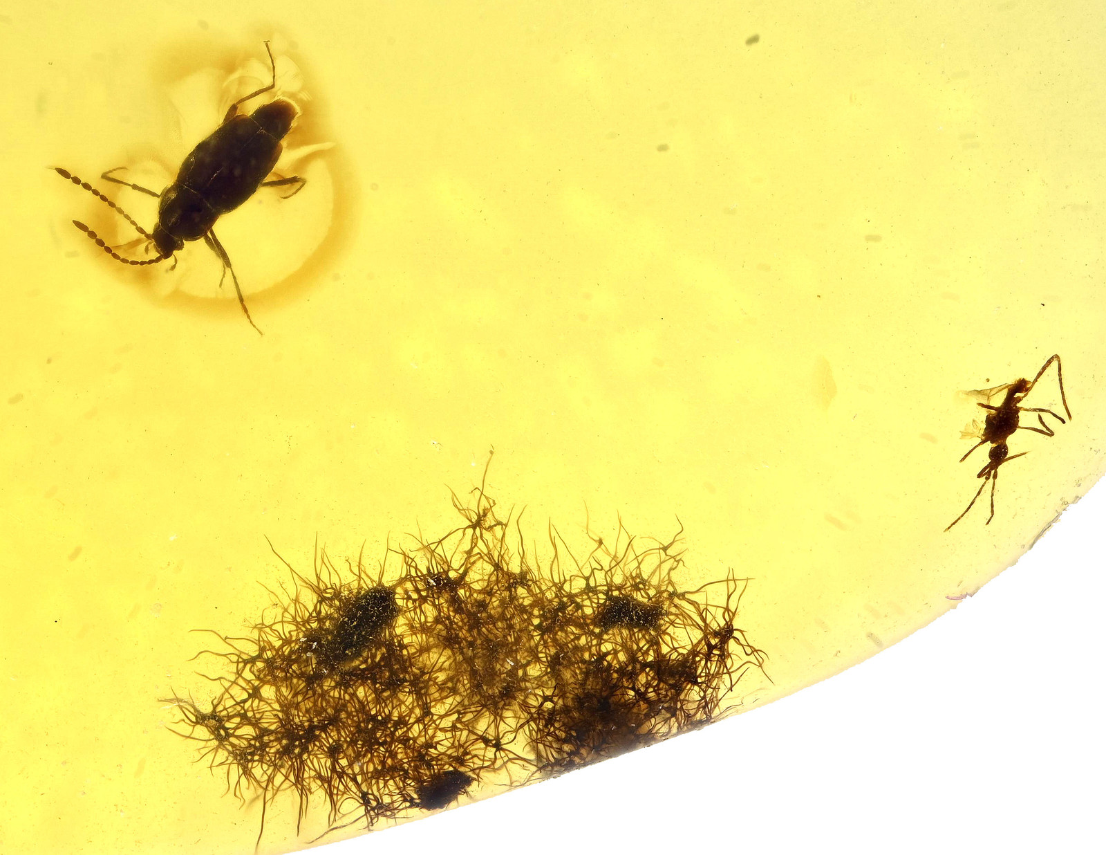 Beetle, Midge, Stellate oak hairs, Fossil insect inclusion in Burmese Amber