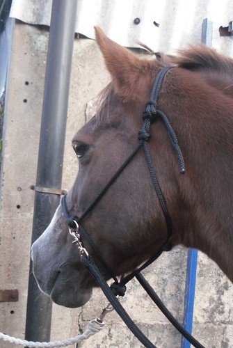 EASY-DOES-IT BITLESS ROPE BRIDLE / HALTER COMBO, PARELLI, NATURAL ...