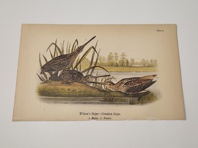 Wilson's Snipe Common Snipe Bird c. 1890 Color Plate Engraving (223)