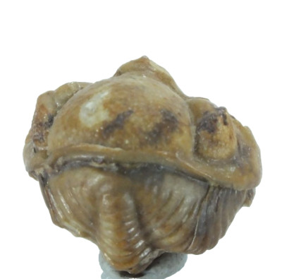 Fossil Trilobite Kainops invius (EA4523) Devonian. Bois D'Arc Fmn Oklahoma, USA