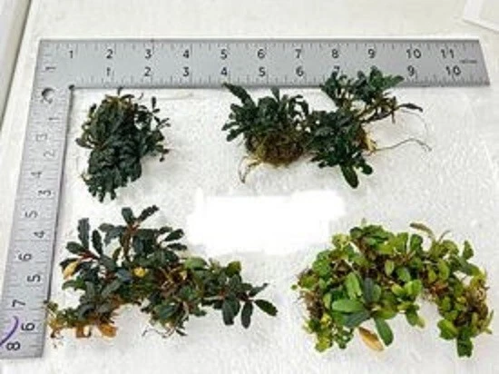 Buce 4 clump starter pack. Rare Aquarium/Paludarium/Vivarium Plant