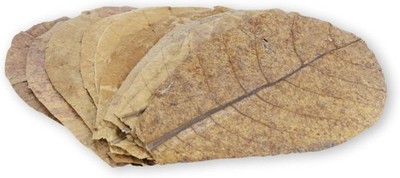 ProFlora  Seemandelbaumblätter Aquarium - Organische Catappa-Leaves als n