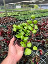 Hoya Endauensis | Live Indoor & Outdoor Tropical House plant in 4" Pot 