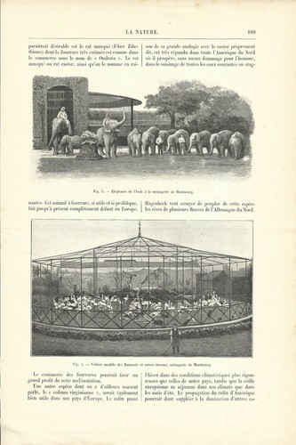 L'établissement Hagenbeck de Hambourg - Animaux - Article de presse 1904 - Bild 3 von 3