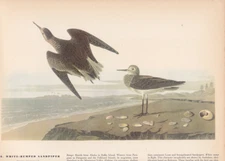 Audubon 1942 Vintage Birds #278 "White RUMPED Sandpiper" Color Art Plate Litho