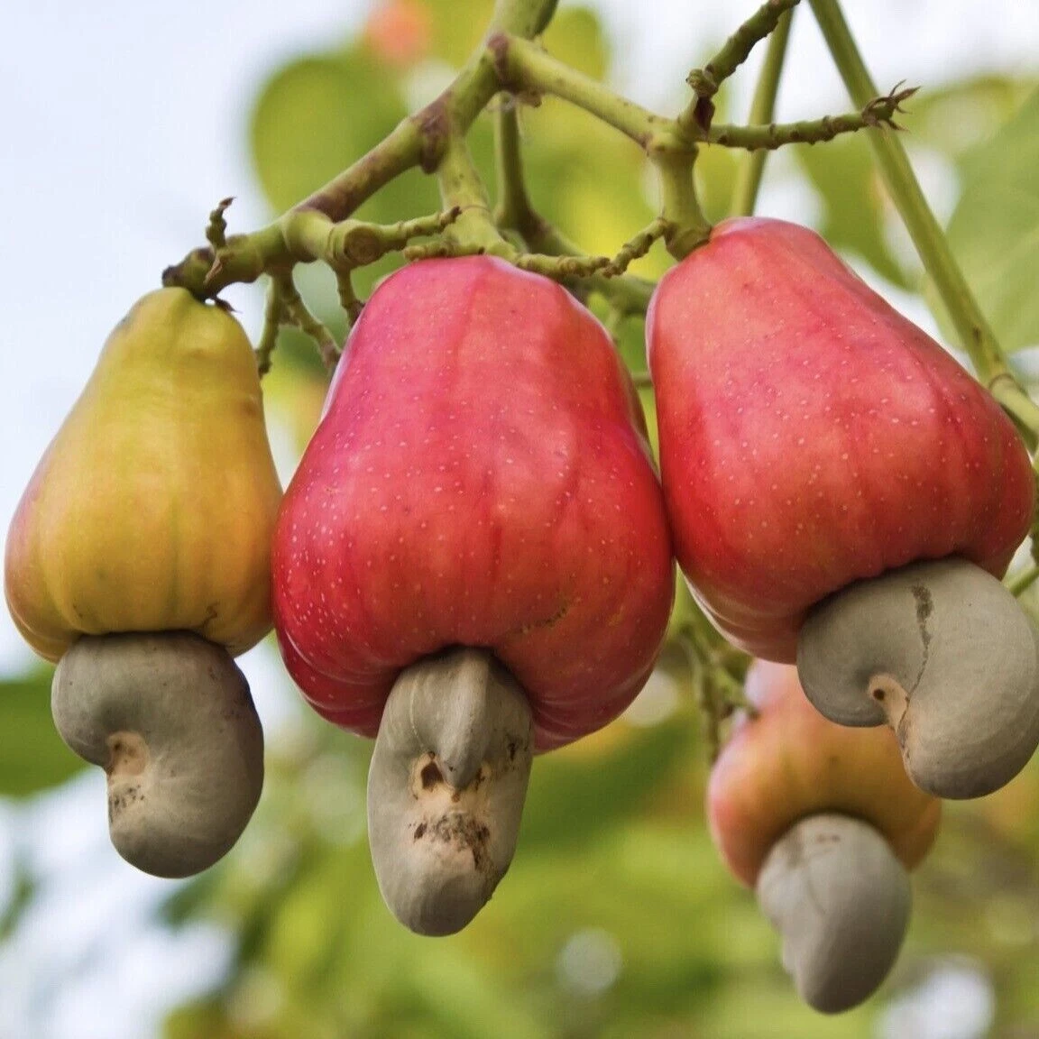 Cashew seed on sale