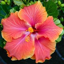 20 Yellow pink Hibiscus Seeds Flowers Flower Seed Perennial Bloom US SELLER