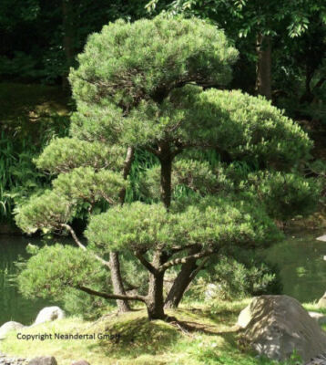 Australische Kiefer Baum immergrne ganzjhrige exotische Bonsai Pflanzen  Samen | eBay.de