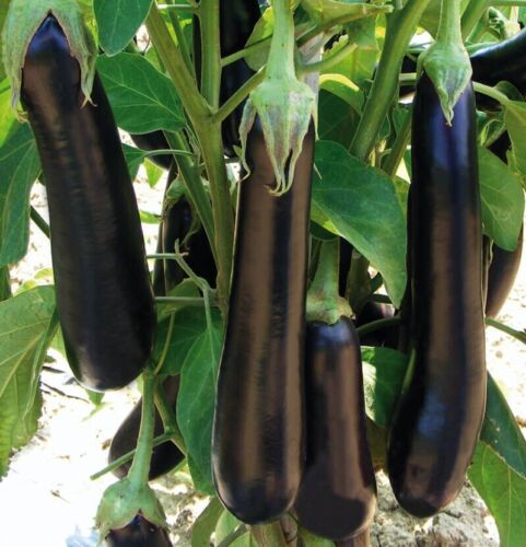 230 Piante di melanzana lunga viola / orto / piantine di ortaggi + regalo