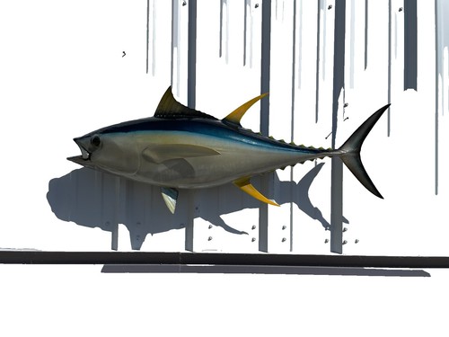 Bc Popper 75-145 L-Quiet Tuna Carpenter | eBay