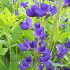 3 x Baptisia australis, BRITISH GROWN hardy, drought tol. perennial