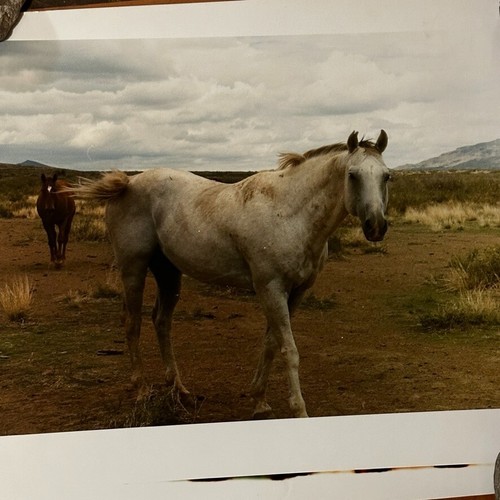 Janine Gordon Photograph 20x24" C-print Edition 2 Horses Marfa Texas Signed - Picture 6 of 6