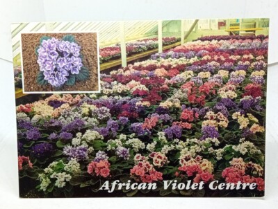 African Violet Centre Terrington St Clement Kings Lynn Norfolk Vintage Postkarte