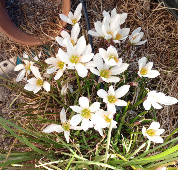 Zephyranthes treatiae Florida Native Fall White Flowers Grass Bulb