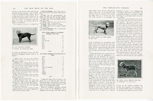 BEDLINGTON TERRIER SECTION ANTIQUE 1907 DOG BOOK ORIGINAL PAGES TEXT & IMAGES - Picture 2 of 3