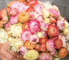 100 Strawflower Seashells Mix seeds