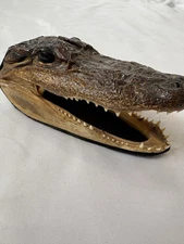 Vintage 6” Small Alligator / Caimen Head Taxidermy Sharp Teeth Authentic Piece