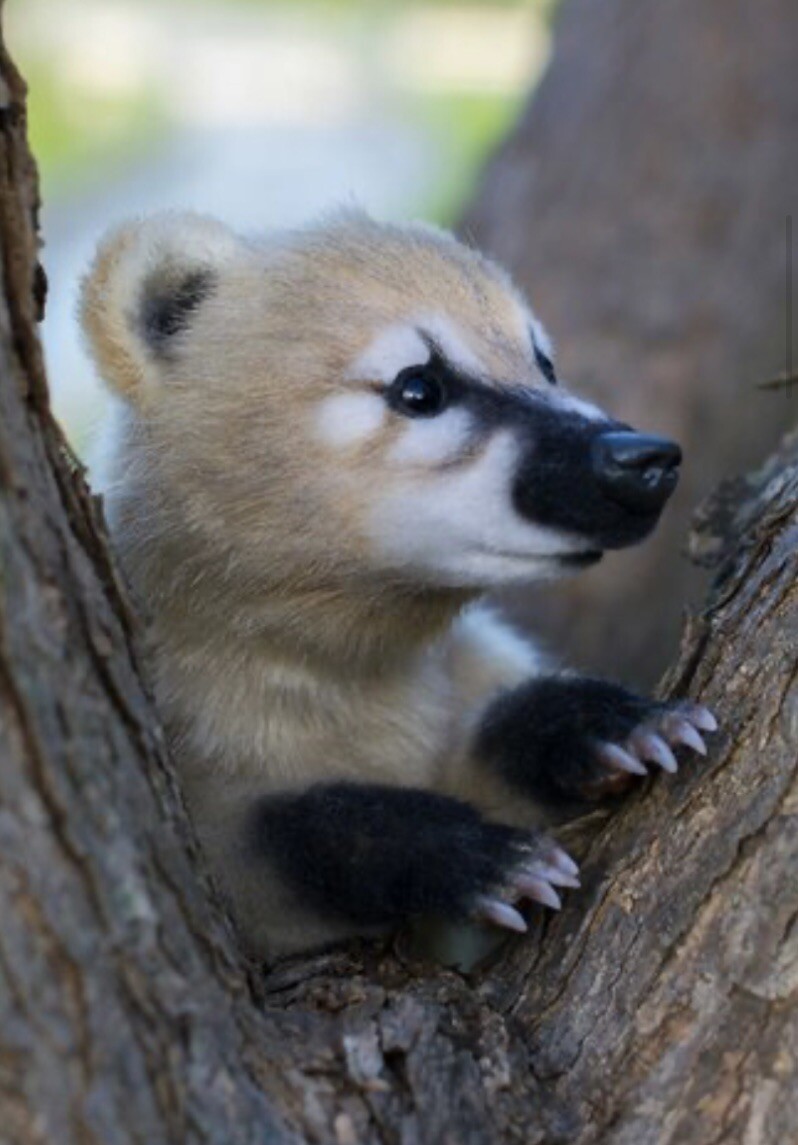 OUTSTANDING OOAK Baby Coati By Kitten Black 14” eBay