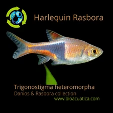 5 HARLEQUIN RASBORA (Trigonostigma heteromorpha)