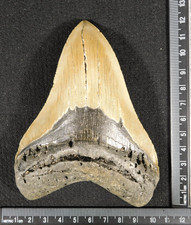 GIANT! Almost FIVE Inch! Museum Megalodon SHARK Tooth Fossil 100% Natural 227gr