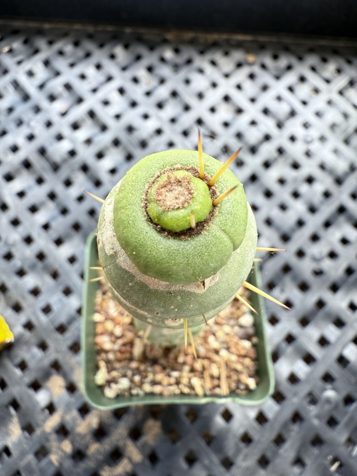 Eulychnia Castanea Spiralis “Unicorn Cactus “