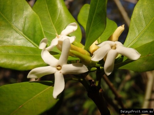Native Gardenia (Atractocarpus fitzalanii) Tree Plant - Picture 8 of 10
