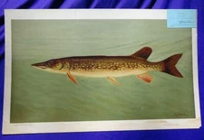 THE PIKE 1893  Rare Chromolithograph Print w/original tag William Harris Studio
