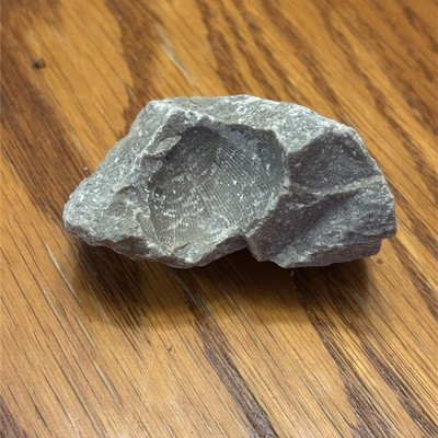 About 1 Inch Brachiopod Fossil From Amesville Ohio Rare Pennsylvanian Era