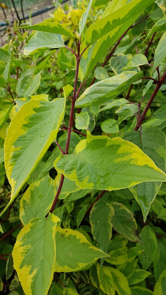 Cornus alba Gouchaultii créez un écran de verdure coloré sur votre terrasse