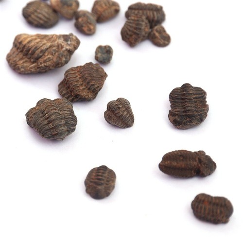 1x Mini Random Trilobite Fossil Reedops Phacops Devonian Stones Morocco Specimen - Picture 6 of 10