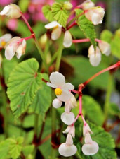 BEGONIA grandis "Evansiana" -  perenne da esterno resistente al gelo