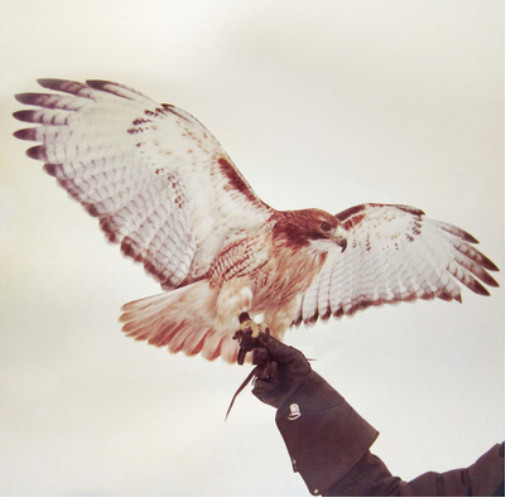 JM Airis Wild Birds (винил) 12 альбом (ИМПОРТИРОВАН из Великобритании)